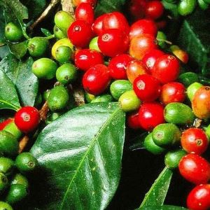 GREEN CAFFEINE® ORG ORGANIC GREEN COFFEE EXTRACT