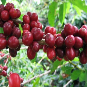 GREEN CAFFEINE® from Coffee Beans