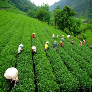 TEKAF® - RAC from Tea Leaves Rainforest Alliance Certified