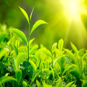 TEKAF® from Tea Leaves