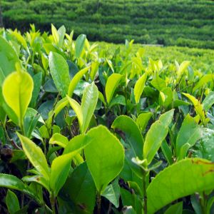 TEKAF® GREEN from Tea Leaves