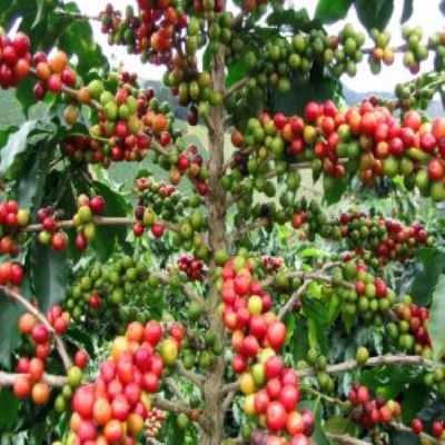 coffee beans plant