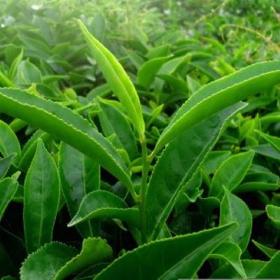 leaf-geaf6d7b65_1920 quadrat 400 green tea extract